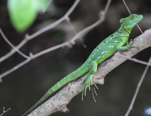 Basiliskus_plumifrons.JPG