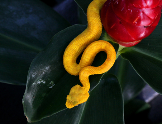 Bothriechis_schlegeli