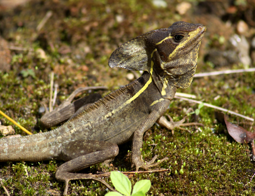 Basiliscus basiliscus