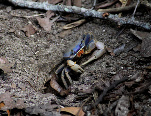 Basiliscus basiliscus