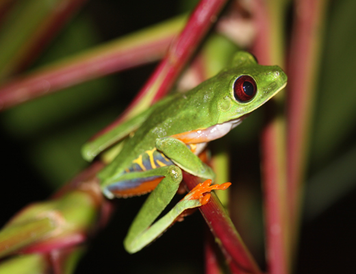 Agalychnis callidryas