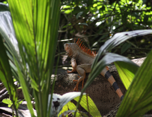 Iguana iguana