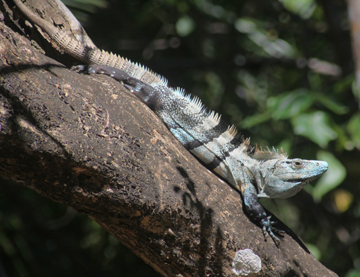 Iguana iguana