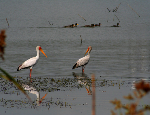 Mycteria ibis